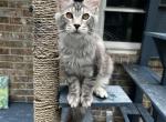 Mitch - Maine Coon Kitten For Sale - Jacksonville&comma; FL&comma; US