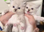 Luka - Ragdoll Kitten For Sale - Hicksville&comma; NY&comma; US