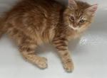 Danny - Siberian Kitten For Sale - Douglas&comma; MA&comma; US