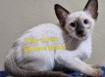 CFA registered Siamese - Siamese Kitten For Sale - Wilmington&comma; DE&comma; US