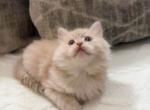 Rock - Persian Kitten For Sale - Cleveland&comma; OH&comma; US