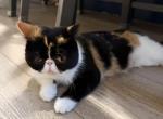 Persian exotic shorthair Calico - Exotic Kitten For Sale - 