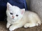 Prinz - British Shorthair Kitten For Sale - Bradenton&comma; FL&comma; US