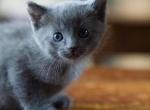 One left Russian Blues - Russian Blue Kitten For Sale - 