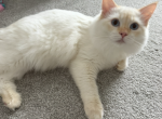 Full Ragdoll Male - Ragdoll Kitten For Sale - Gurnee&comma; IL&comma; US