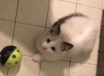 Jack - Ragdoll Kitten For Sale - Burlington&comma; WI&comma; US