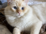 Full Ragdoll Male - Ragdoll Kitten For Sale - 