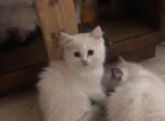 Snow White Lilac Flame - Ragdoll Kitten For Sale - Burlington&comma; WI&comma; US