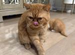 Garfield Persian exotic short hair - Exotic Kitten For Sale - 