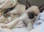 Bugs Bunny and Dusty - Snowshoe Kitten For Adoption - Hamilton&comma; MT&comma; US