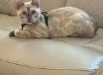 Carti - Bengal Kitten For Adoption - Phoenix&comma; AZ&comma; US