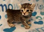 Highlander kity 3g - Highlander Kitten For Sale - 