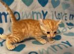 Highlander kity 1g - Highlander Kitten For Sale - 
