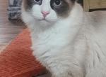 Casper - Ragdoll Kitten For Sale - Jefferson&comma; SC&comma; US