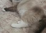 Chloe - Ragdoll Kitten For Sale - Jefferson&comma; SC&comma; US