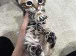 Kittens Bengal - Bengal Kitten For Sale - 