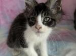 King - Maine Coon Kitten For Sale - 