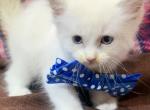 Ragdoll - Ragdoll Kitten For Sale - Barberton&comma; OH&comma; US