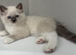 Bear - Ragdoll Kitten For Sale - Ocala&comma; FL&comma; US