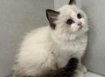 Princess - Ragdoll Kitten For Sale - Ocala&comma; FL&comma; US