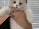 Peach - Ragdoll Kitten For Sale - Ocala&comma; FL&comma; US