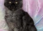Stormy - Maine Coon Kitten For Sale - 