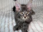Sirius polydactyl - Maine Coon Kitten For Sale - Brooklyn&comma; NY&comma; US