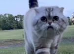 Scottish fold cat - Scottish Fold Cat For Sale/Service - Spartanburg&comma; SC&comma; US
