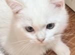 Flkitten1 white - British Shorthair Kitten For Sale - 