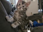 Cedar - Maine Coon Kitten For Sale - Gainesville&comma; GA&comma; US
