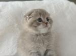 Scottish Fold Peachy gray male - Scottish Fold Kitten For Sale - Celebration&comma; FL&comma; US