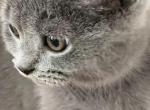Nick - British Shorthair Kitten For Sale - Brooklyn&comma; NY&comma; US