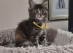 Darling - Maine Coon Kitten For Sale - 
