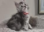 Danise - Maine Coon Kitten For Sale - 