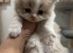 Liz - British Shorthair Kitten For Sale - 