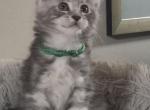 Dimitri - Maine Coon Kitten For Sale - Staten Island&comma; NY&comma; US