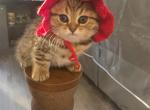 Tilly - Scottish Fold Kitten For Sale - 
