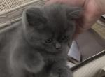 Lio - British Shorthair Kitten For Sale - 
