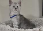 Derrick - Maine Coon Kitten For Sale - Staten Island&comma; NY&comma; US