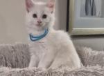Dexter - Maine Coon Kitten For Sale - Staten Island&comma; NY&comma; US