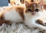 Ginger - Persian Kitten For Sale - Arlington Heights&comma; IL&comma; US