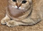 Luna British Shorthair Female - British Shorthair Kitten For Sale - Brooklyn&comma; NY&comma; US