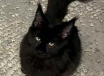 Salem - Maine Coon Kitten For Sale - MA&comma; US