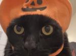 Willy - American Shorthair Cat For Sale - Phoenix&comma; AZ&comma; US
