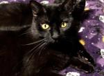Chichi - American Shorthair Cat For Sale - Phoenix&comma; AZ&comma; US