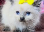 Floppy kittens Ragdoll - Ragdoll Kitten For Sale - Barberton&comma; OH&comma; US