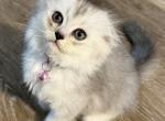 Miniee the runner - Scottish Fold Kitten For Sale - Phila&comma; PA&comma; US