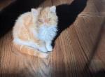 Amber - Exotic Kitten For Sale - Basking Ridge&comma; NJ&comma; US