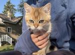Simba and Kovo - Scottish Straight Kitten For Sale - PA&comma; US