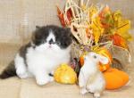 Top Show Quality Black and White Bi Color - Persian Kitten For Sale - CA&comma; US